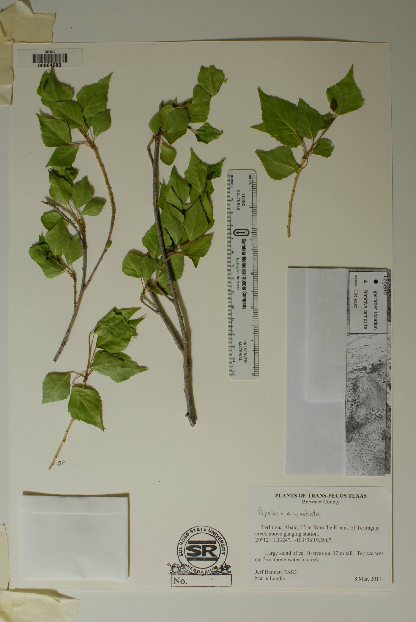 Populus x acuminata image