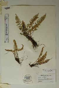 Myriopteris rufa image