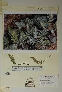 Myriopteris lindheimeri image