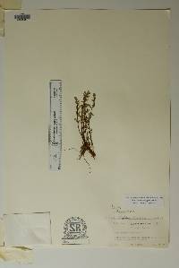 Myriopteris wrightii image