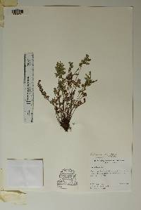 Notholaena grayi image