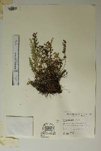 Notholaena grayi image