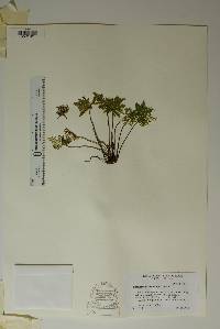 Notholaena standleyi image