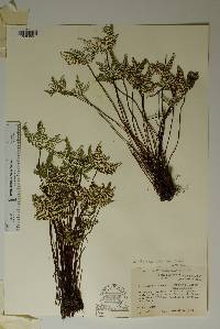 Notholaena standleyi image