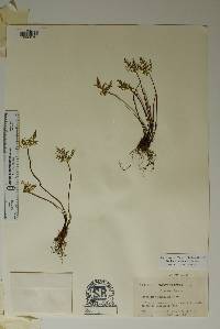 Notholaena standleyi image