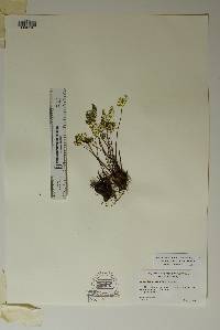 Notholaena standleyi image