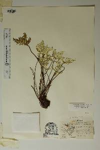 Notholaena standleyi image