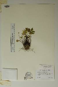 Notholaena standleyi image