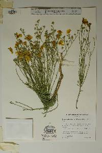 Linum berlandieri var. filifolium image