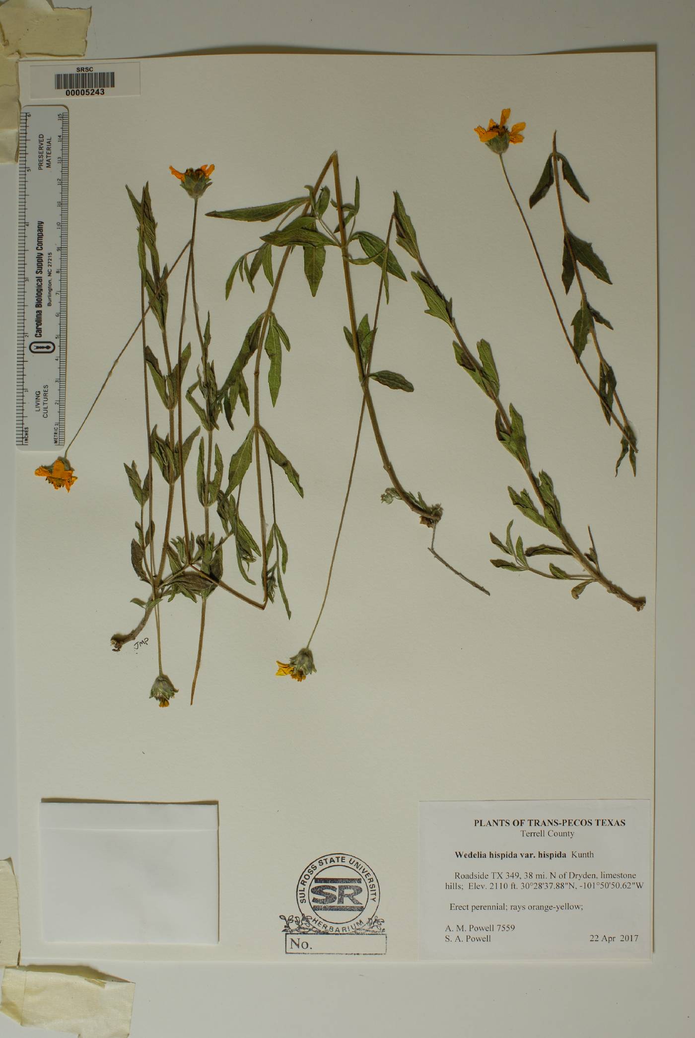Wedelia hispida var. hispida image
