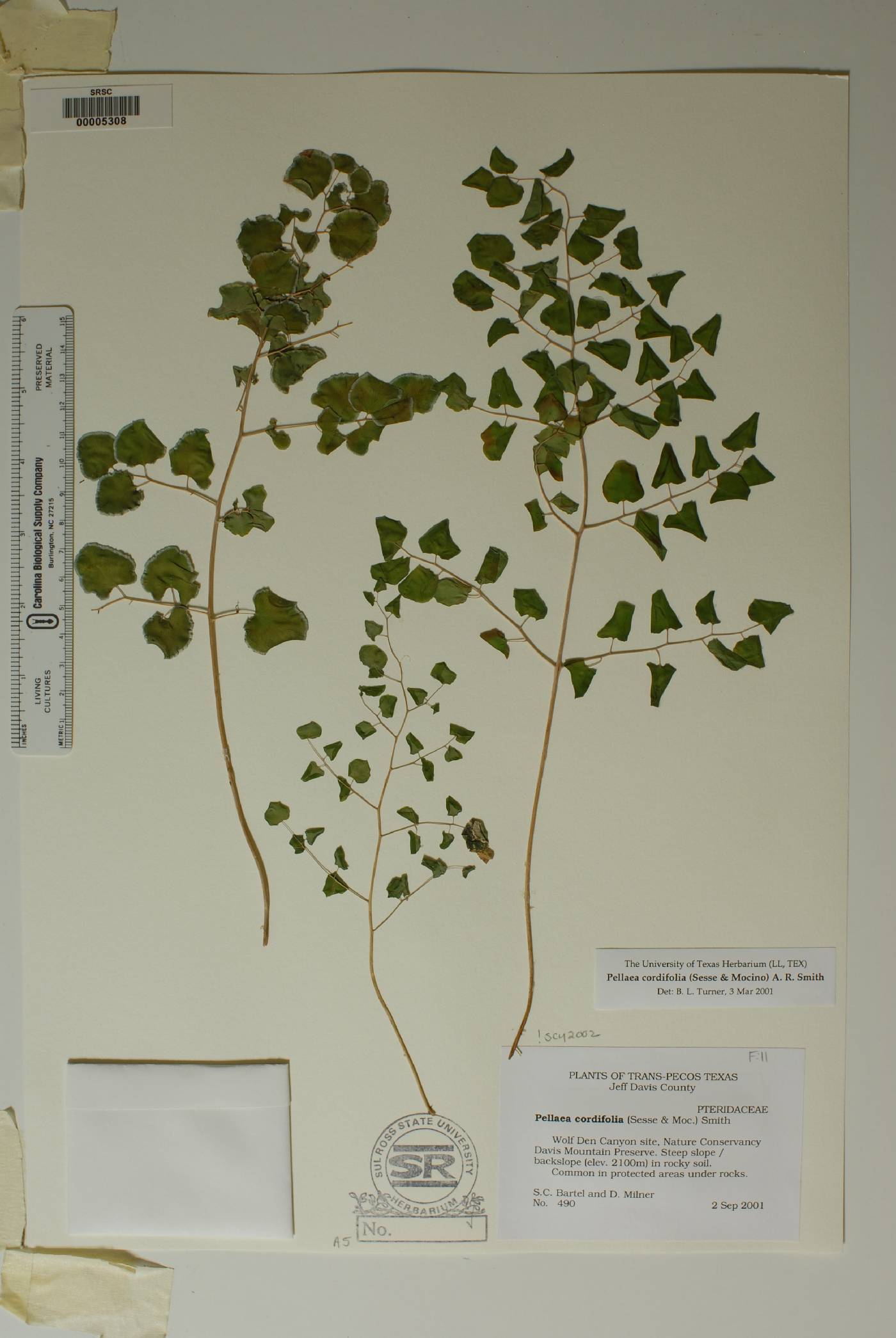 Pellaea cordifolia image