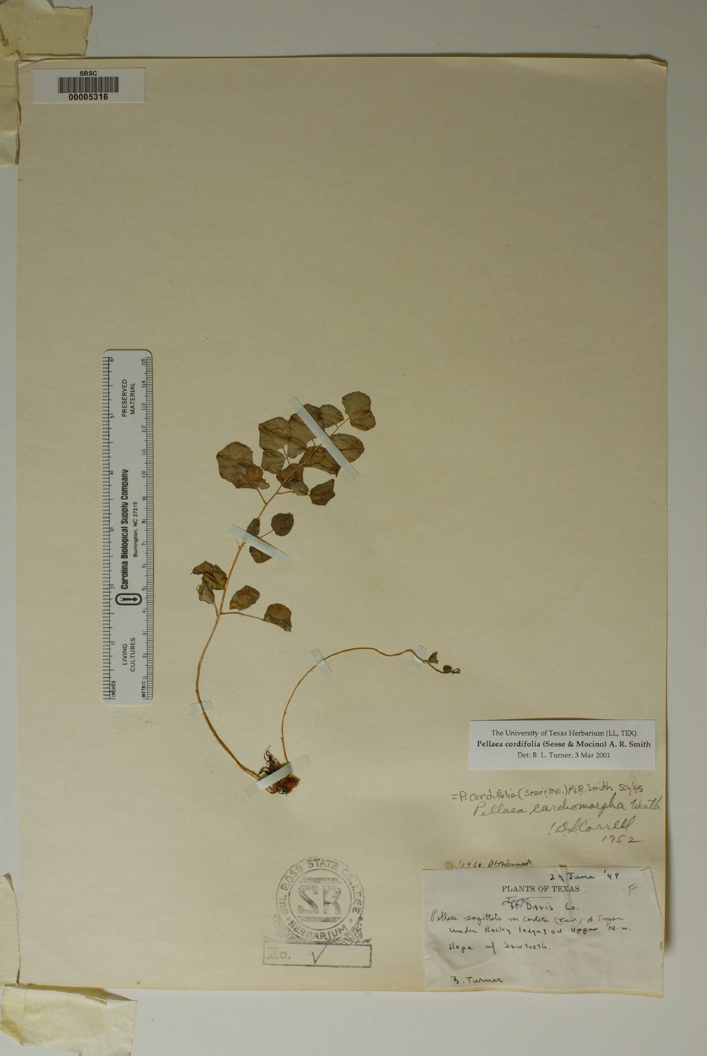 Pellaea cordifolia image