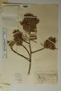 Pinus cembroides image