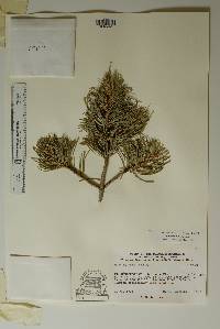 Pinus edulis image