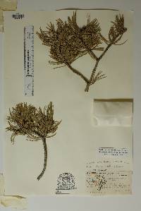 Pinus remota image