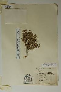 Pinus remota image