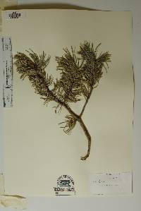 Pinus remota image