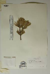 Pinus remota image