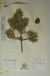 Pinus remota image