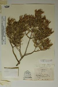 Pinus remota image