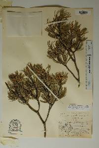 Pinus remota image