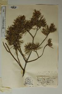 Pinus remota image