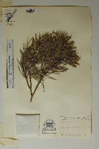 Pinus remota image