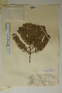 Pseudotsuga menziesii image