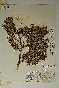 Pseudotsuga menziesii image