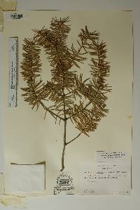 Pseudotsuga menziesii image