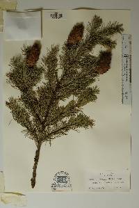 Pseudotsuga menziesii image