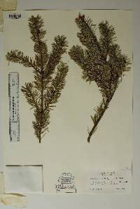 Pseudotsuga menziesii image