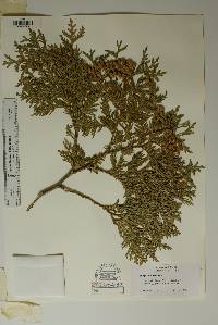 Thuja occidentalis image