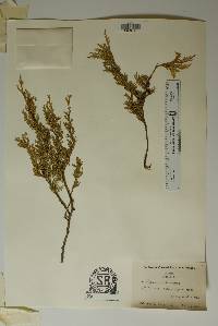 Chamaecyparis thyoides image