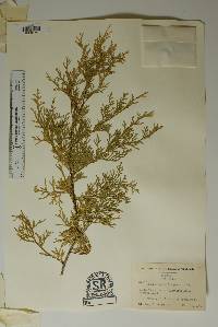 Chamaecyparis thyoides image