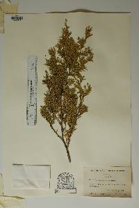 Chamaecyparis thyoides var. henryae image