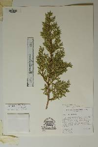 Juniperus arizonica image