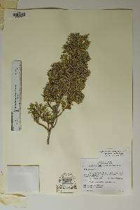 Juniperus ashei image