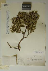 Juniperus deppeana image