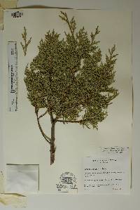 Juniperus deppeana image