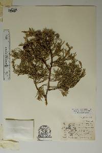 Juniperus deppeana image