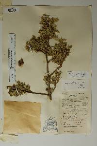 Juniperus deppeana image