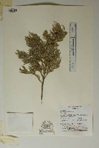 Juniperus flaccida image