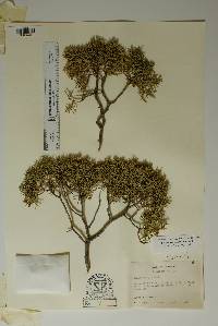 Juniperus pinchotii image