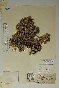 Juniperus pinchotii image