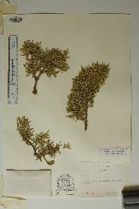 Juniperus pinchotii image