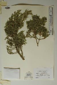 Juniperus pinchotii image