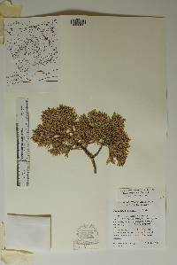 Juniperus pinchotii image