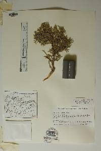 Juniperus pinchotii image