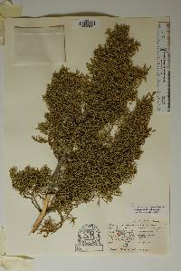 Juniperus pinchotii image